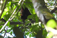 Psarocolius montezuma