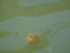 Phyllorhiza punctata