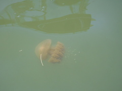 Phyllorhiza punctata