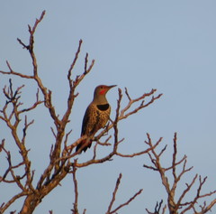 Colaptes auratus