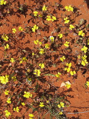 Goodenia pusilliflora