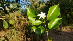 Jasminum malabaricum