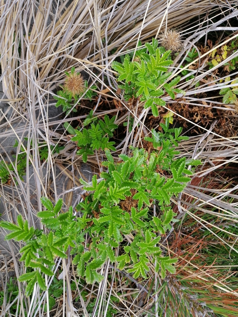 Sand bidibid from Peka Peka, New Zealand on January 21, 2022 at 0402