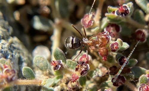 iNaturalist observation photo of North American Honeypot Ants