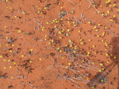 Goodenia pusilliflora