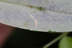 Anarsioses aberrans