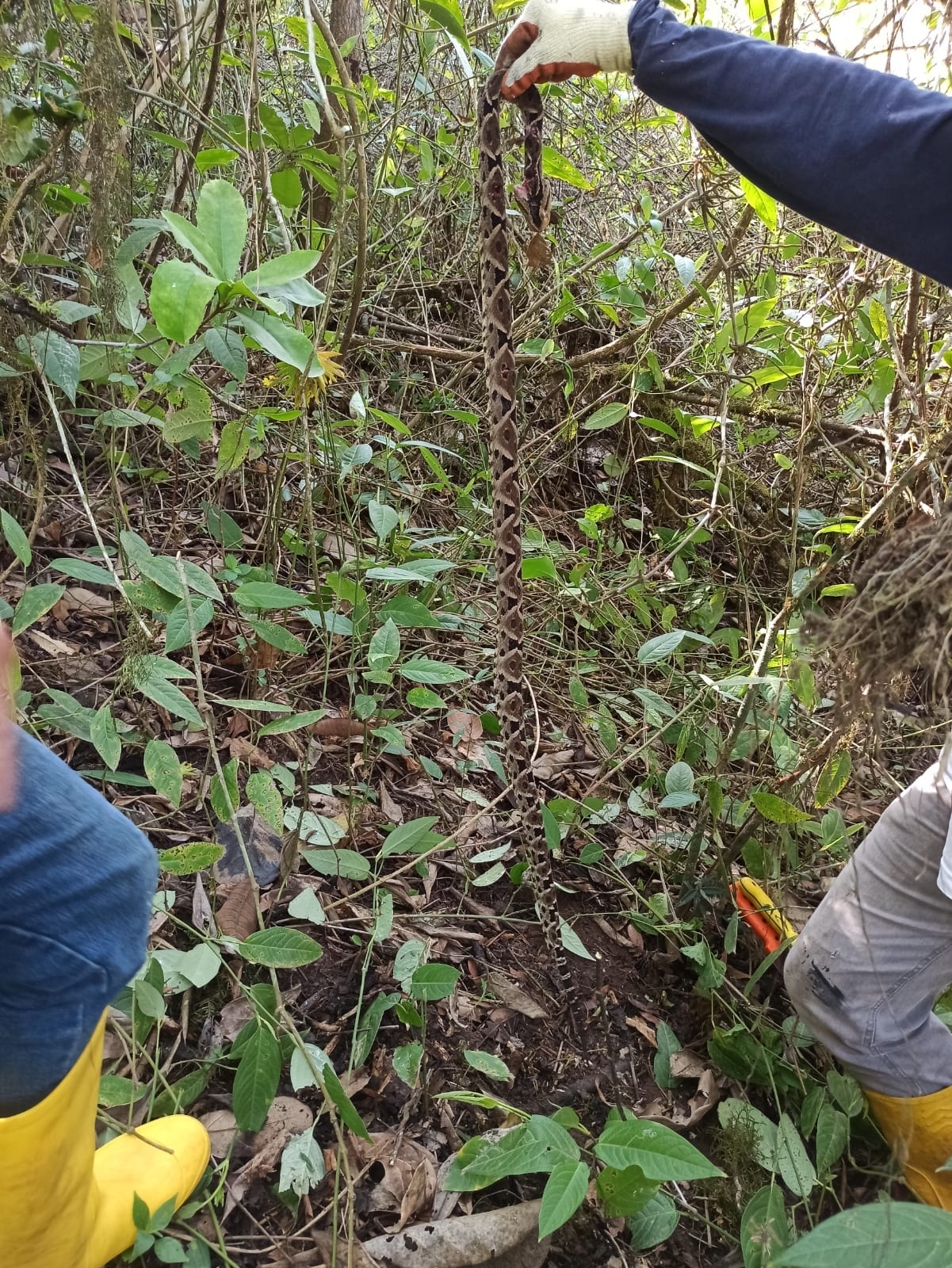 Bothrops asper image