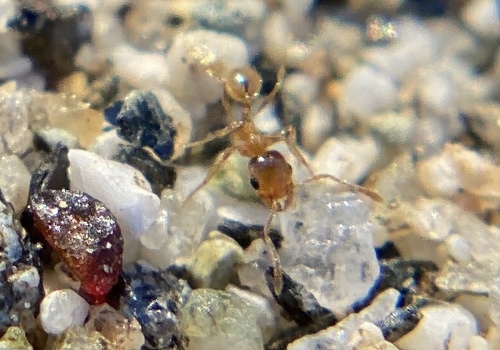 iNaturalist observation photo of Big-headed Ants