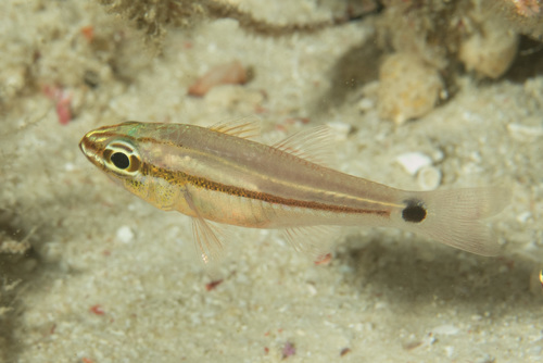 Fransseda's cardinalfish (Ostorhinchus franssedai) — Apogonidae