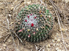 Mammillaria polythele