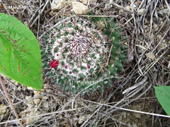 Mammillaria polythele