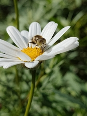 Eristalinus aeneus