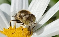 Eristalinus aeneus