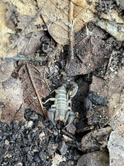 Pseudouroctonus santarita