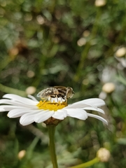 Eristalinus aeneus