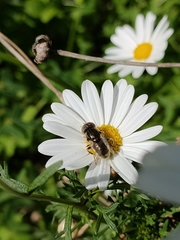 Eristalinus aeneus