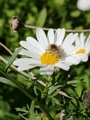 Eristalinus aeneus