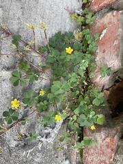Oxalis corniculata
