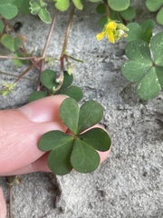 Oxalis corniculata