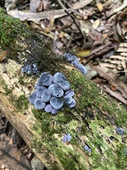 Gerronema waikanaense