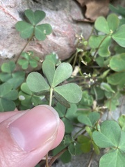 Oxalis corniculata