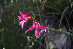 Gladiolus dubius