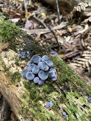 Gerronema waikanaense