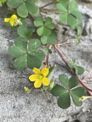 Oxalis corniculata
