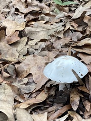 Amanita elliptosperma