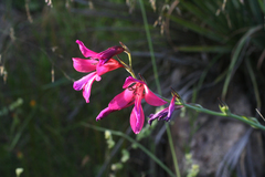 Gladiolus dubius