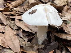 Amanita elliptosperma