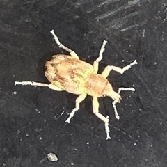 Coniatus splendidulus