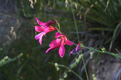 Gladiolus dubius