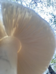 Amanita elliptosperma