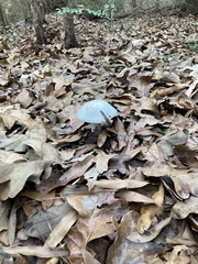 Amanita elliptosperma