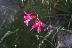 Gladiolus dubius