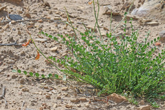 Astragalus beckwithii