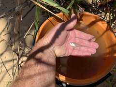 Ambassis jacksoniensis