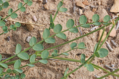 Astragalus beckwithii