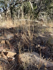 Muhlenbergia alopecuroides