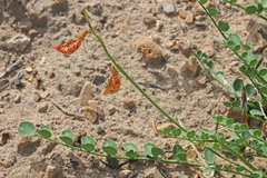 Astragalus beckwithii