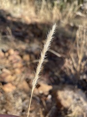 Muhlenbergia alopecuroides