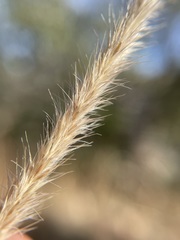 Muhlenbergia alopecuroides