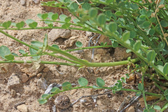 Astragalus beckwithii