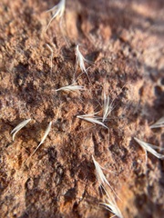 Muhlenbergia alopecuroides