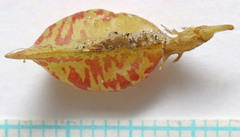 Astragalus beckwithii