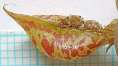 Astragalus beckwithii