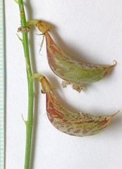 Astragalus beckwithii