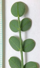 Astragalus beckwithii