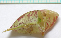 Astragalus beckwithii